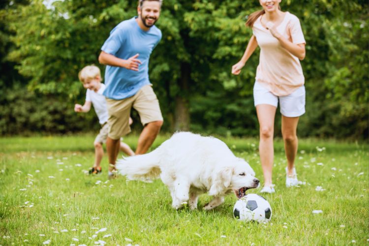 cachorro brincando com bola junto a sua família