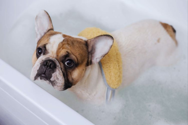 cachorro buldogue francês na banheira
