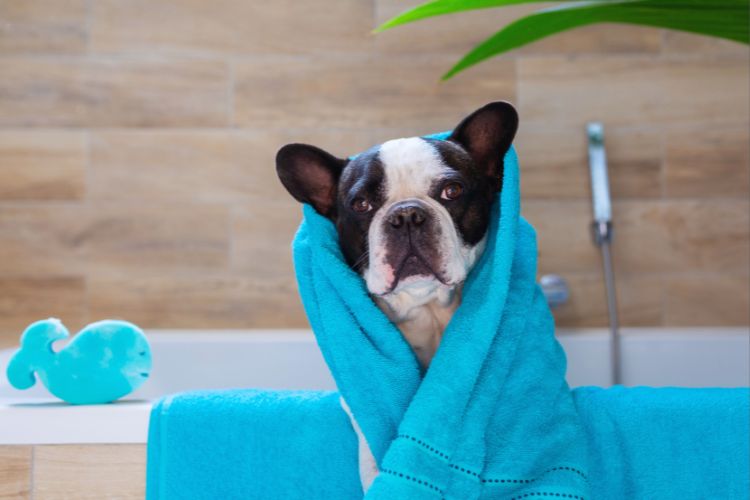 cachorro bulldog francês enrolado na toalha