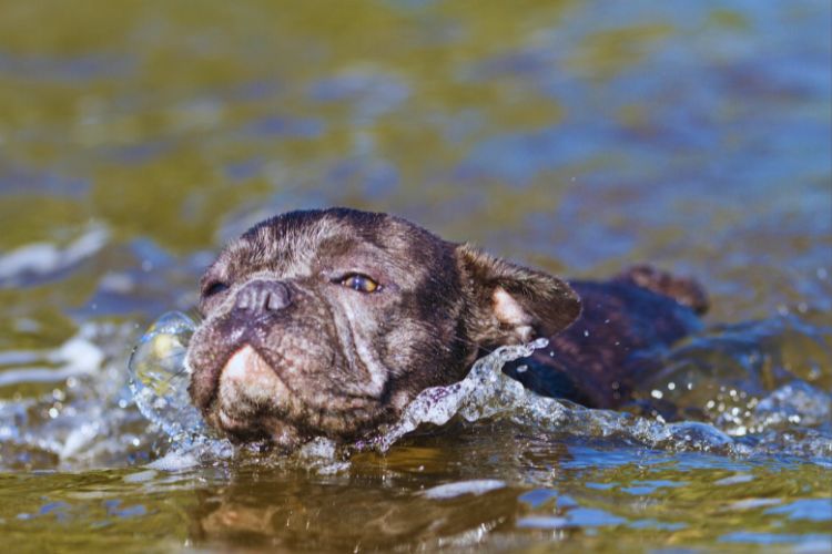 cachorro bulldog françês nadando