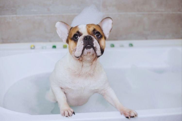 cachorro bulldog francês tomando banho