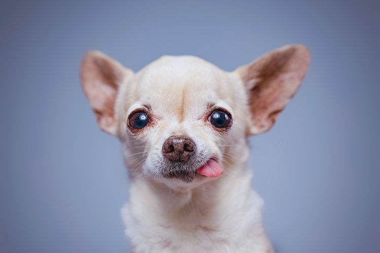 cachorro chihuahua com língua de fora