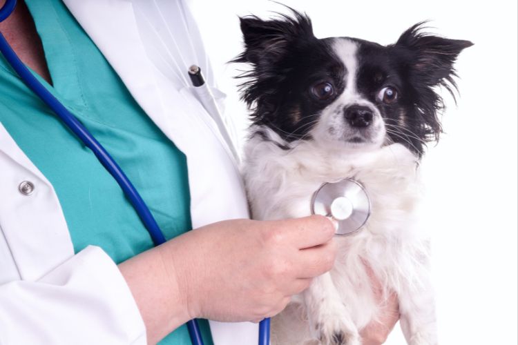 cachorro chihuahua com veterinário