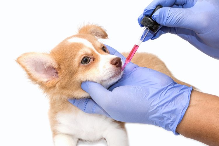cachorro chihuahua tomando remédio via oral