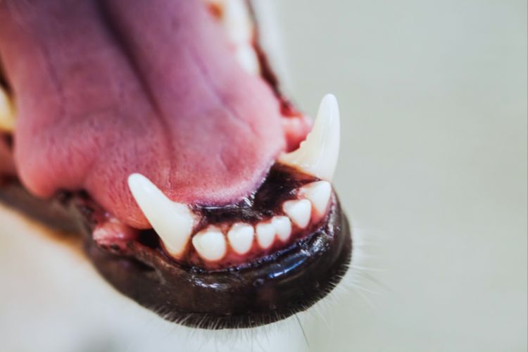 cachorro com boca aberta