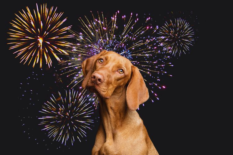 cachorro com fogos de artifício no céu