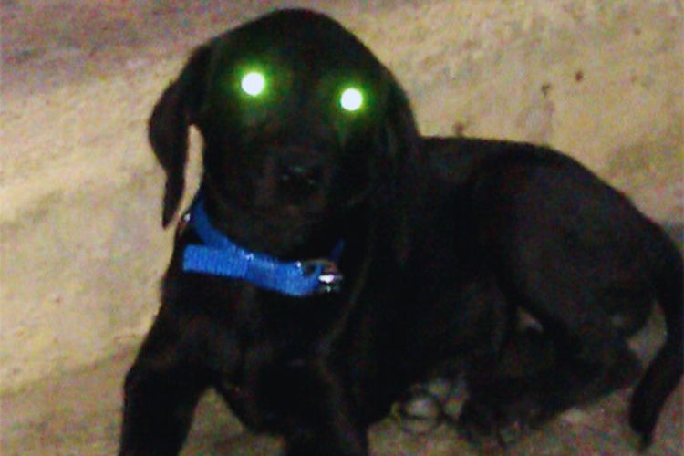cachorro com olhos brilhando a noite
