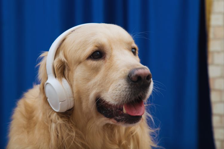 cachorro com protetor de ouvido branco
