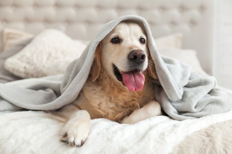 cachorro deitado na cama com toalha