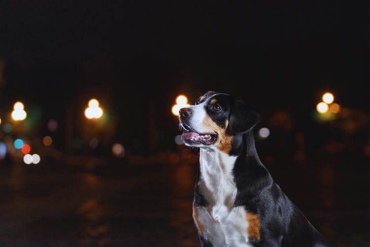 cachorro durante a noite na cidade