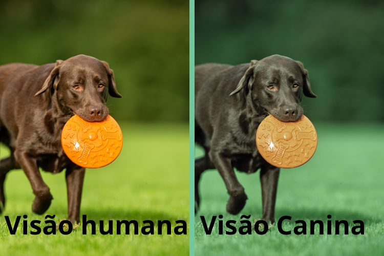 cachorro e humano comparativo de visão