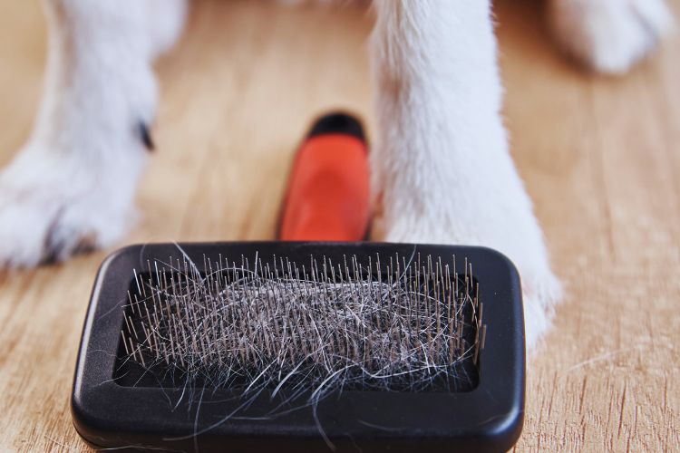 cachorro e seu pelo na escova