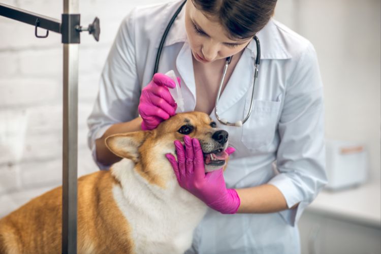 cachorro e veterinário dando consulta