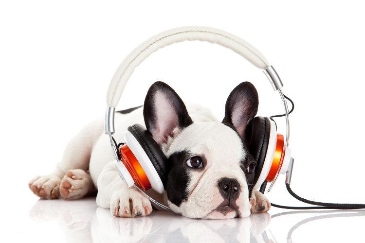 cachorro escutando musica com fone de ouvido