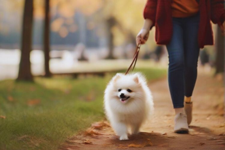 cachorro lulu da pomerânia mini andando no parque