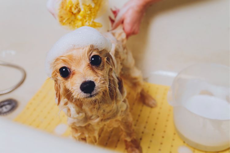 cachorro lulu da pomerânia tomando banho 