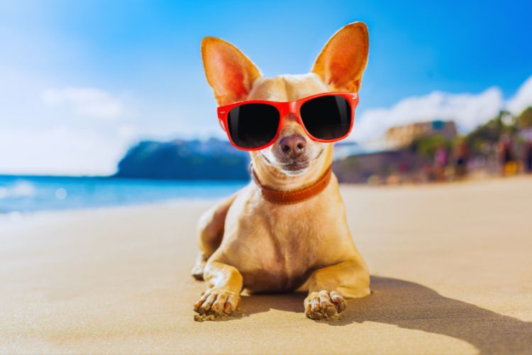 cachorro na praia de óculos escuro