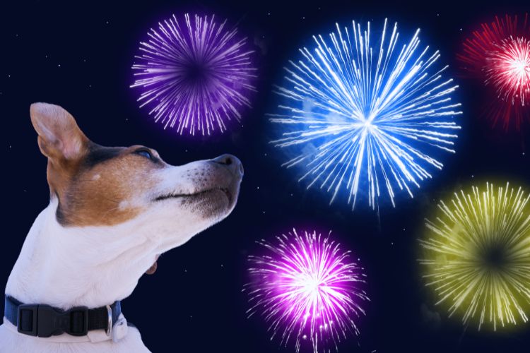 cachorro olhando para fogos no ano novo