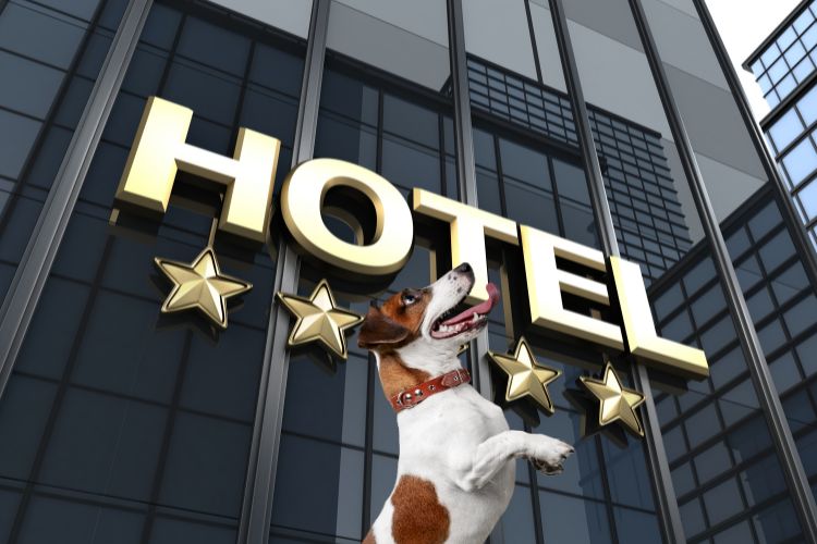 cachorro olhando para nome de hotel