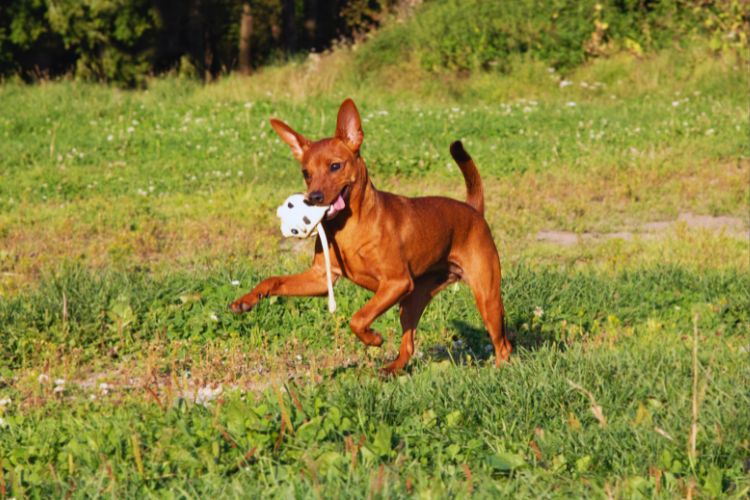 cachorro pinscher com seu brinquedo brincando