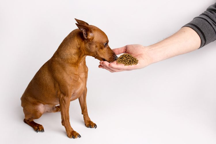 cachorro pinscher comendo ração