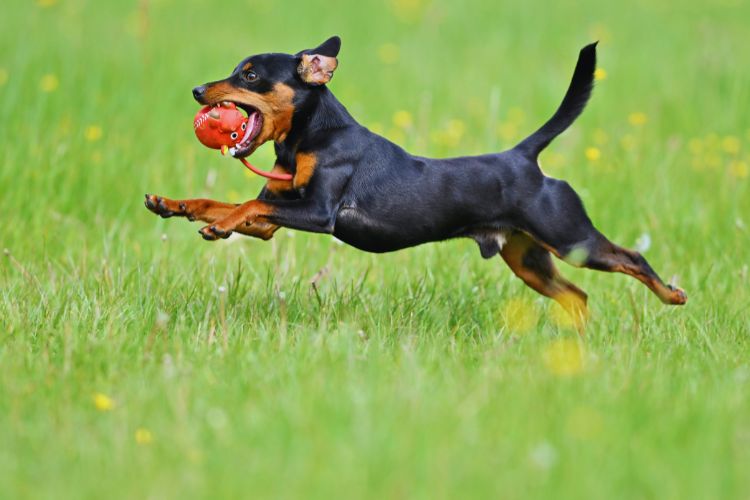 cachorro pinscher correndo com bola