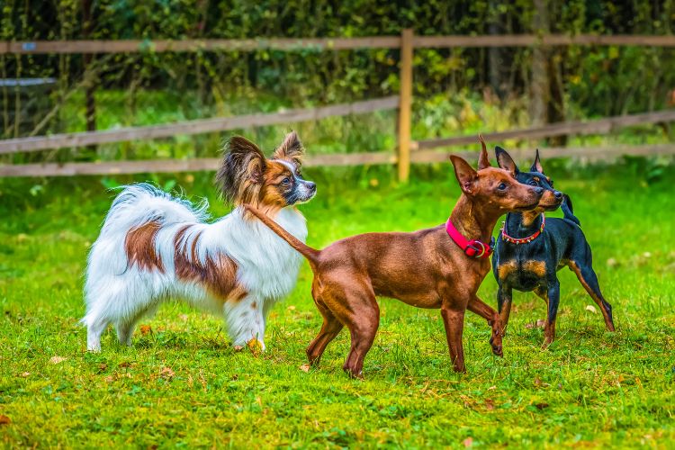 cachorro pinscher e outras raças de cachorro no jardim