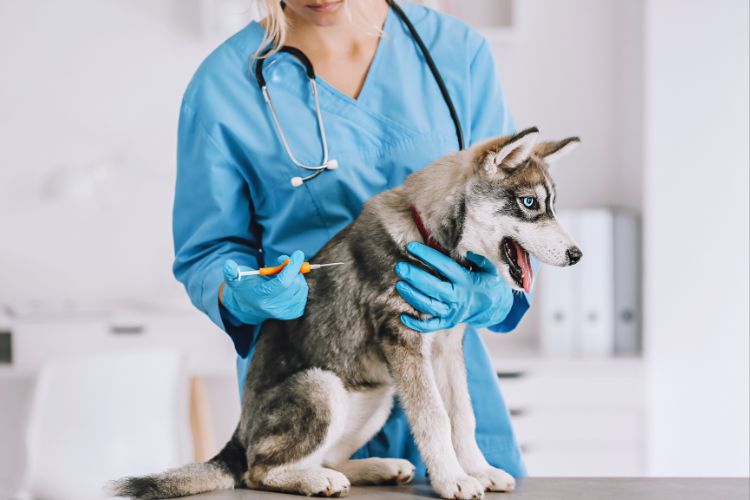 cachorro recebendo microship de veterinário
