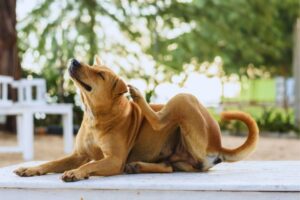 cachorro se coçando na varanda