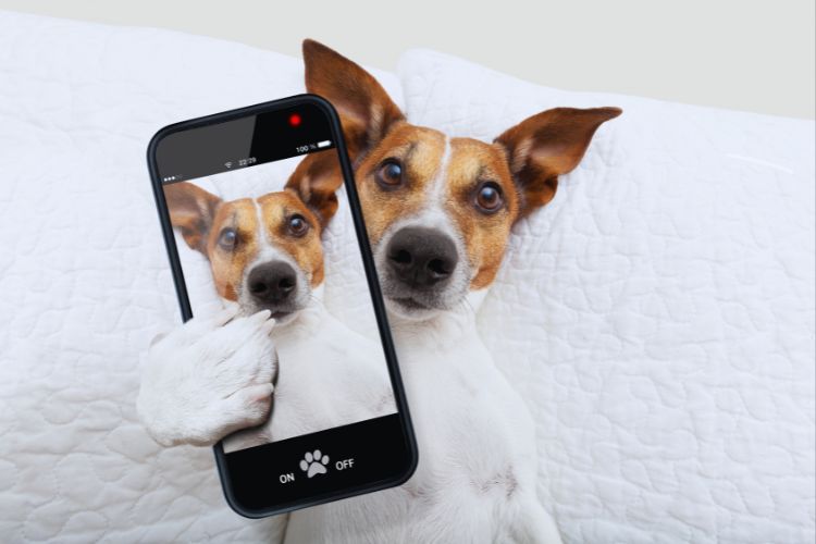 cachorro tirando a própria foto no celular