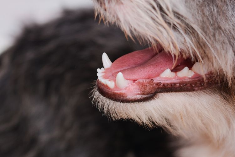 cachorro yorkshire com dentes brancos