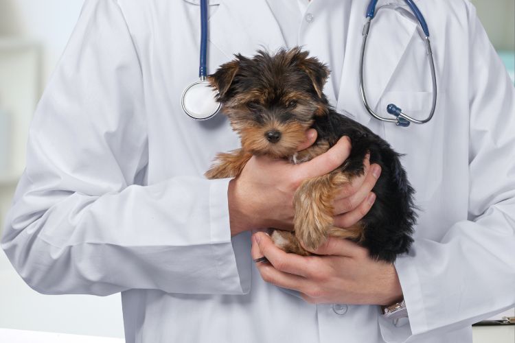 cachorro yorkshire filhote com veterinário