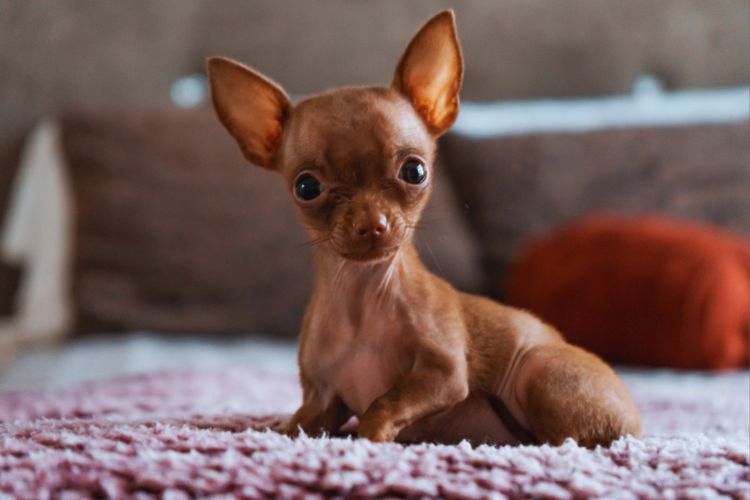 cachorro Chihuahua sentado olhando para frente