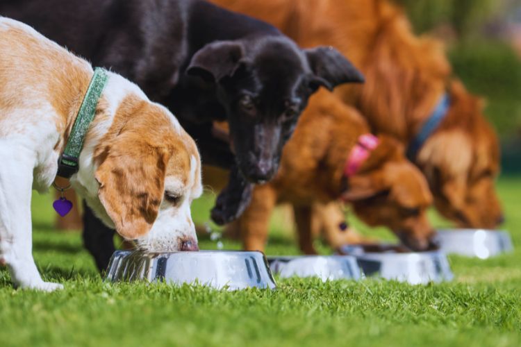 cachorros comendo comida na tigela