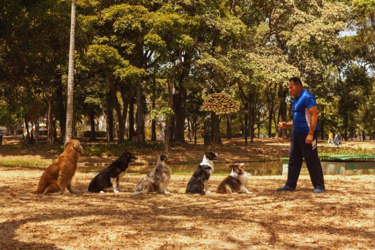 cachorros sendo adestrados no parque
