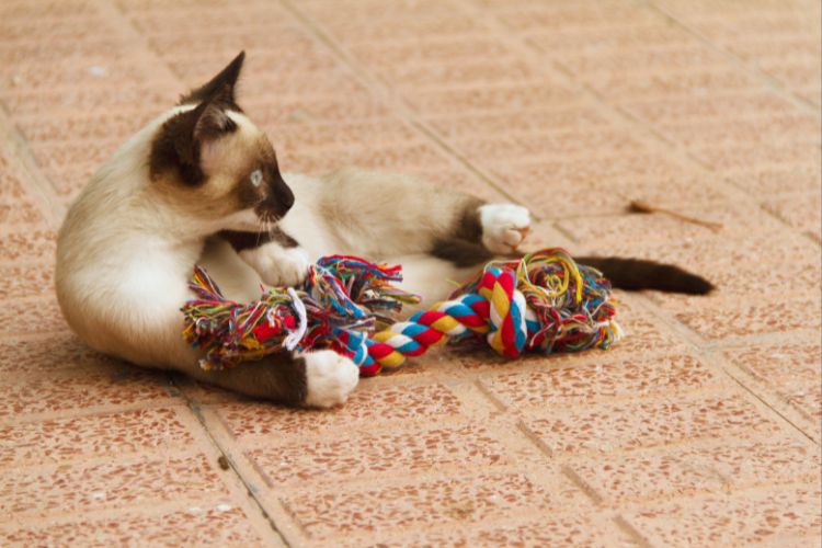 gato siamês brincando com seu brinquedo