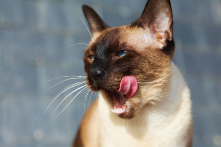 gato siamês com boca aberta