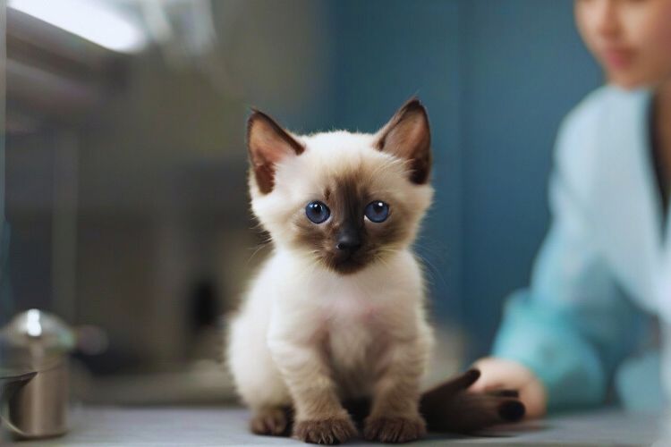 gato siamês filhote com veterinário