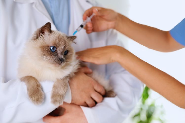 gato siamês levando injeção do veterinário