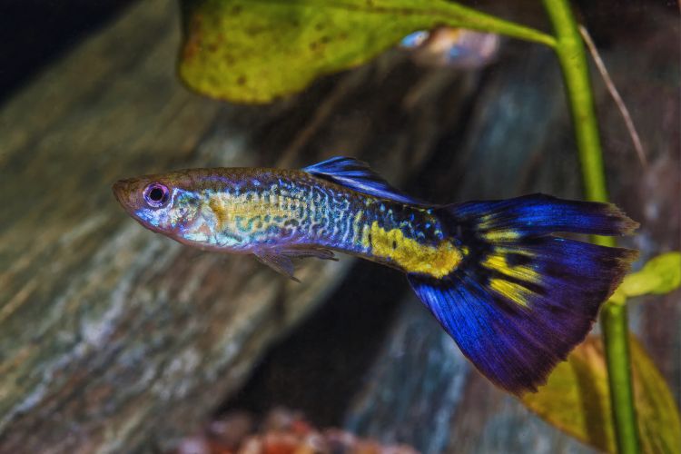 peixe guppy azul e amarelo no aquário