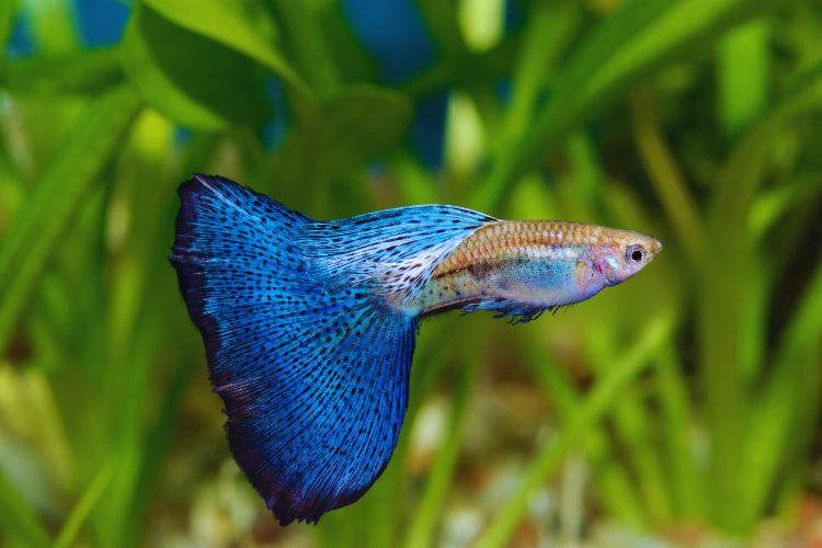 peixe guppy azul de cauda grande