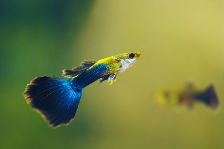 peixe guppy azul e amarelo nadando no aquário