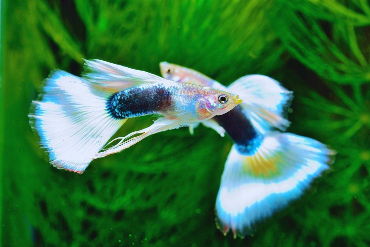 peixe guppy azul nadando entre plantas
