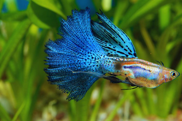 peixe guppy azul no aquário olhando