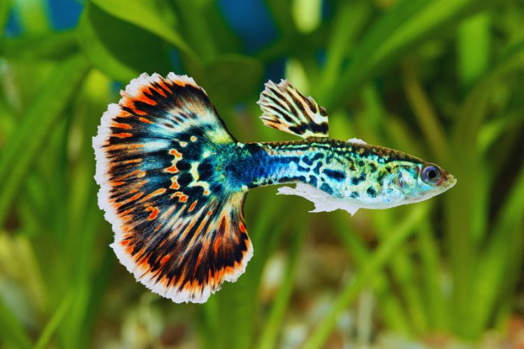 peixe guppy colorido nadando