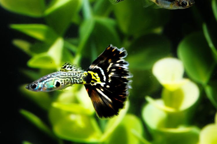peixe guppy entre as folhagens das plantas no aquário