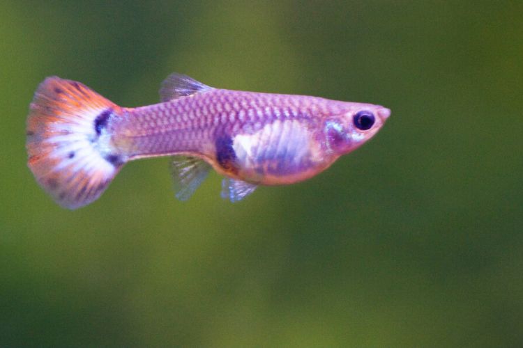 peixe guppy femêa grávida