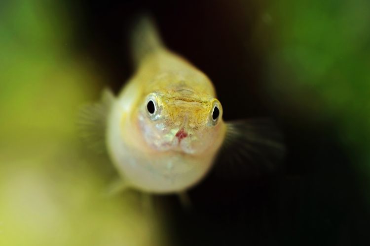 peixe guppy fêmea inchada no aquário