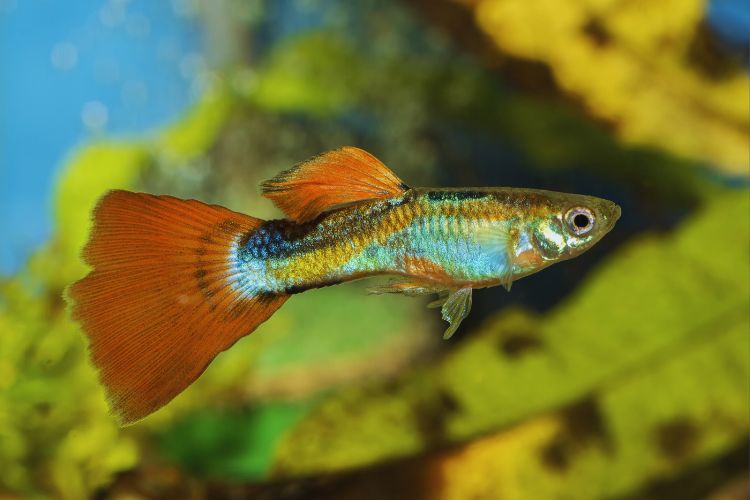 peixe guppy macho em aquário