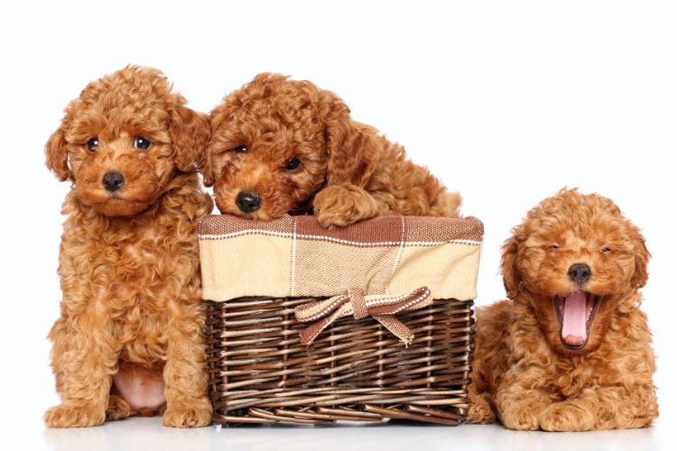 cachorro poodle toy brincando com cesta em trio